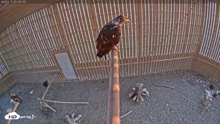 Cobequid Raptor Flight Facility Live Webcams - Jun 5, 2026, 5:40am ADT