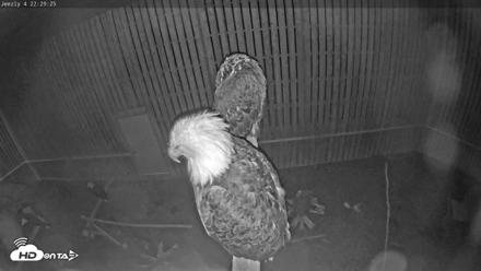 Cobequid Raptor Flight Facility Live Webcams - Sep 27, 2026, 10:30pm ADT