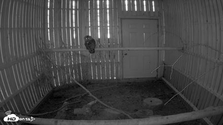 Cobequid Raptor Flight Facility Live Webcams - Aug 13, 2026, 8:07pm ADT