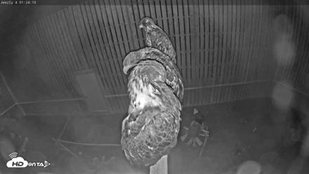 Cobequid Raptor Flight Facility Live Webcams - Aug 22, 2026, 1:25am ADT