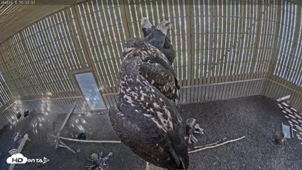 Cobequid Raptor Flight Facility Live Webcams - Aug 31, 2026, 10:54am ADT