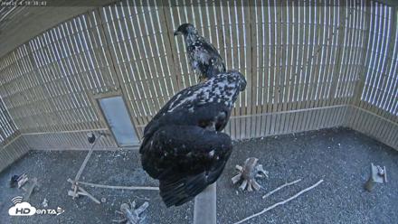 Cobequid Raptor Flight Facility Live Webcams - Sep 10, 2026, 6:39pm ADT