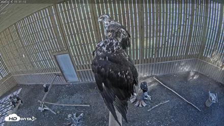 Cobequid Raptor Flight Facility Live Webcams - Sep 14, 2026, 3:31pm ADT