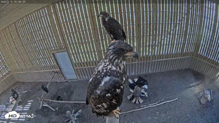 Cobequid Raptor Flight Facility Live Webcams - Sep 1, 2026, 4:45pm ADT