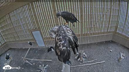 Cobequid Raptor Flight Facility Live Webcams - Aug 29, 2026, 9:00am ADT