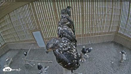 Cobequid Raptor Flight Facility Live Webcams - Aug 13, 2026, 3:02pm ADT