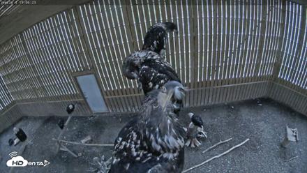 Cobequid Raptor Flight Facility Live Webcams - Sep 8, 2026, 7:06pm ADT