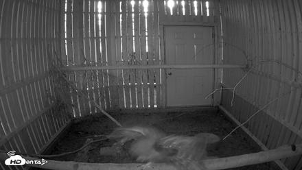 Cobequid Raptor Flight Facility Live Webcams - Sep 22, 2026, 6:59pm ADT
