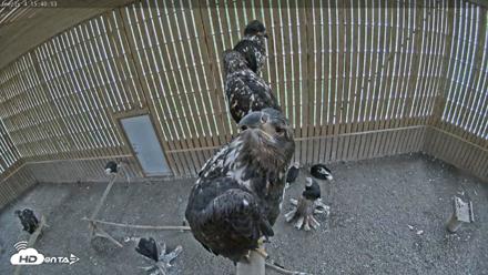 Cobequid Raptor Flight Facility Live Webcams - Aug 13, 2026, 3:41pm ADT