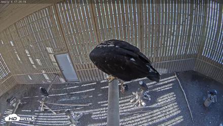 Cobequid Raptor Flight Facility Live Webcams - Sep 23, 2026, 5:30pm ADT