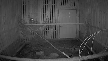 Cobequid Raptor Flight Facility Live Webcams - Feb 7, 2026, 8:21pm AST