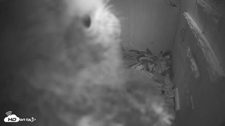 Reid Park Zoo Giraffes Live Webcam - Apr 12, 2026, 10:23pm MST
