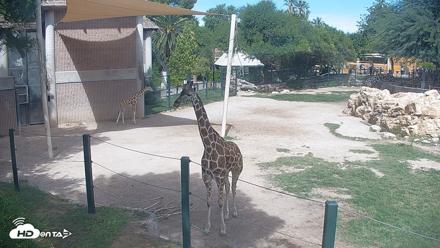 Reid Park Zoo Giraffes Live Webcam - Sep 20, 2026, 11:03am MST