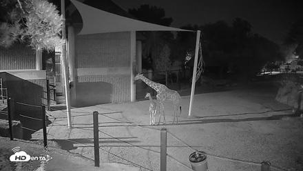 Reid Park Zoo Giraffes Live Webcam - May 12, 2026, 12:06am MST