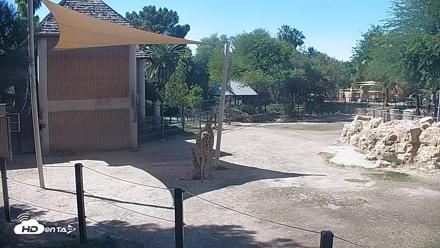 Reid Park Zoo Giraffes Live Webcam - May 10, 2026, 2:59pm MST