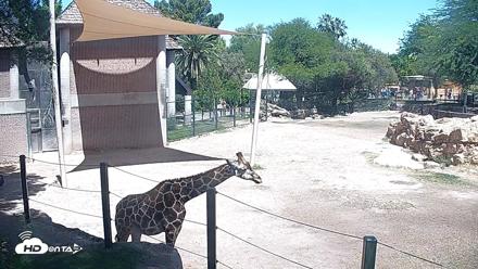 Reid Park Zoo Giraffes Live Webcam - May 8, 2026, 11:05am MST