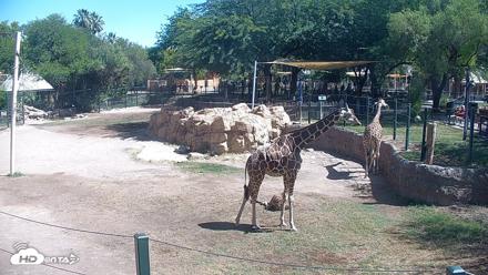 Reid Park Zoo Giraffes Live Webcam - May 29, 2026, 9:46am MST