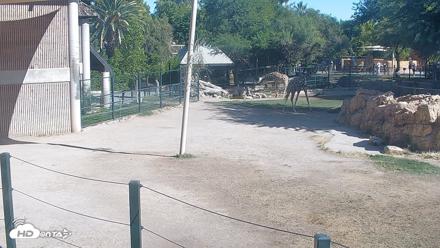 Reid Park Zoo Giraffes Live Webcam - Jun 8, 2026, 8:39am MST
