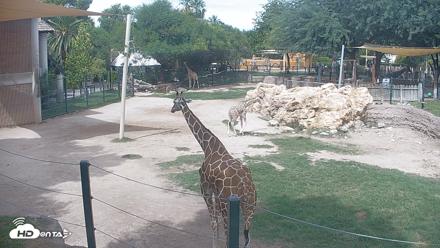 Reid Park Zoo Giraffes Live Webcam - Sep 22, 2026, 12:43pm MST