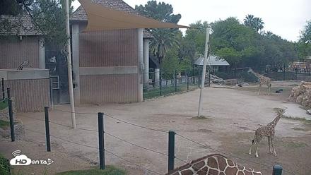 Reid Park Zoo Giraffes Live Webcam - Apr 16, 2026, 9:50am MST