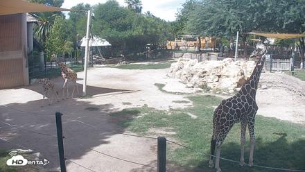 Reid Park Zoo Giraffes Live Webcam - Sep 23, 2026, 1:25pm MST