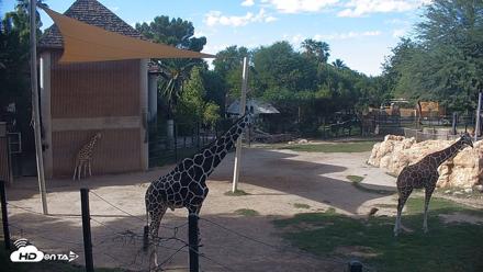 Reid Park Zoo Giraffes Live Webcam - Oct 7, 2026, 3:07pm MST