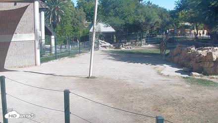 Reid Park Zoo Giraffes Live Webcam - Jun 8, 2026, 8:39am MST