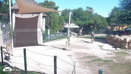 Reid Park Zoo Giraffes Live Webcam - Aug 18, 2026, 9:51am MST
