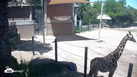Reid Park Zoo Giraffes Live Webcam - May 9, 2026, 11:55am MST