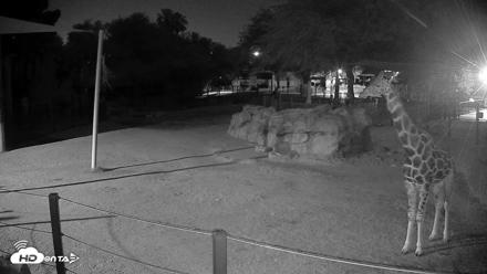 Reid Park Zoo Giraffes Live Webcam - May 27, 2026, 8:31pm MST