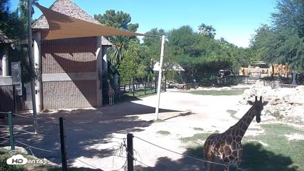 Reid Park Zoo Giraffes Live Webcam - Oct 9, 2026, 12:06pm MST