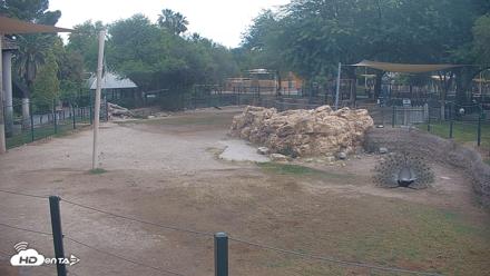 Reid Park Zoo Giraffes Live Webcam - May 28, 2026, 6:54am MST