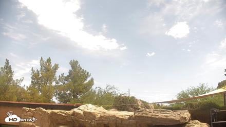 Reid Park Zoo Giraffes Live Webcam - Jul 4, 2026, 2:29pm MST