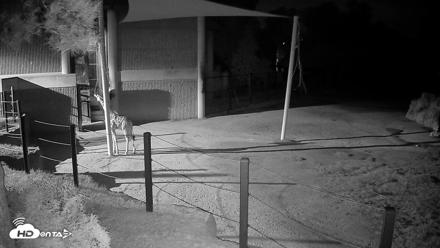 Reid Park Zoo Giraffes Live Webcam - Sep 12, 2026, 1:40am MST