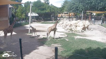 Reid Park Zoo Giraffes Live Webcam - Sep 23, 2026, 1:26pm MST