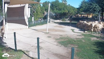 Reid Park Zoo Giraffes Live Webcam - Sep 13, 2026, 8:53am MST