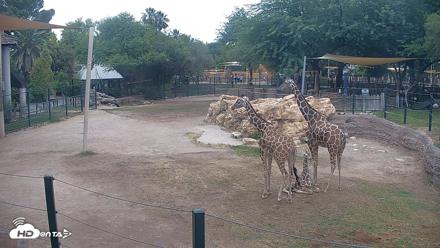 Reid Park Zoo Giraffes Live Webcam - May 28, 2026, 1:15pm MST