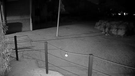 Reid Park Zoo Giraffes Live Webcam - Oct 31, 2025, 9:58pm MST