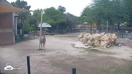 Reid Park Zoo Giraffes Live Webcam - Apr 23, 2026, 2:09pm MST