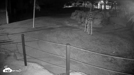 Reid Park Zoo Giraffes Live Webcam - May 24, 2026, 11:44pm MST