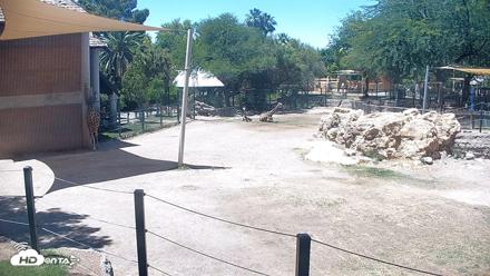 Reid Park Zoo Giraffes Live Webcam - May 26, 2026, 1:14pm MST