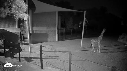 Reid Park Zoo Giraffes Live Webcam - Apr 15, 2026, 11:12pm MST