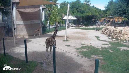Reid Park Zoo Giraffes Live Webcam - Sep 20, 2026, 11:03am MST