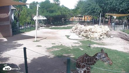 Reid Park Zoo Giraffes Live Webcam - Sep 23, 2026, 12:02pm MST