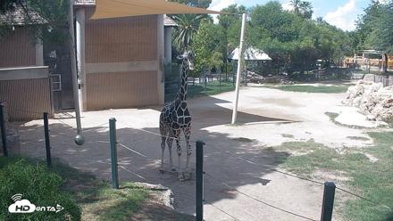 Reid Park Zoo Giraffes Live Webcam - Sep 14, 2026, 1:29pm MST