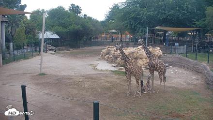 Reid Park Zoo Giraffes Live Webcam - May 28, 2026, 1:16pm MST