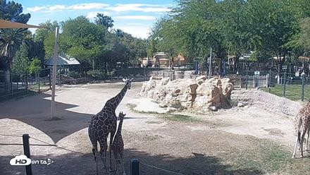 Reid Park Zoo Giraffes Live Webcam - Apr 16, 2026, 3:07pm MST