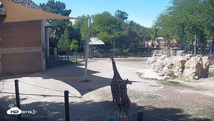 Reid Park Zoo Giraffes Live Webcam - Apr 14, 2026, 2:59pm MST