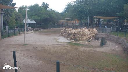 Reid Park Zoo Giraffes Live Webcam - May 28, 2026, 6:52am MST