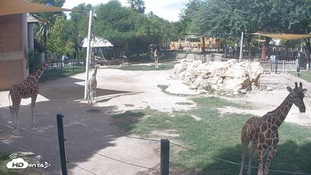 Reid Park Zoo Giraffes Live Webcam - Sep 23, 2026, 1:26pm MST